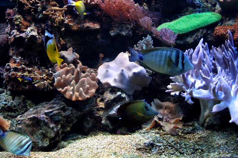 Killikus&reg; Fotographie